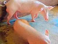 Schweine (Partie, Geschlecht nicht angegeben) — Foto 2