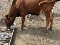 Bull, Simmental cattle — photo 2