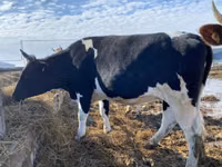 Cow, Russian Black pied cattle — photo 3