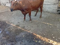 Cow, Red Steppe Cow — photo 1