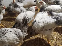 Chickens — Foto 1
