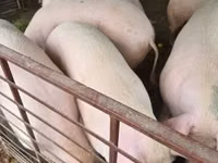 猪（批次，未指定性别）, Pigs — 照片 5