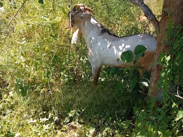 Goats (batch, sex not specified), Goats