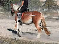 Hengst, Gypsy horse — Foto 3