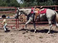घोड़ी, Quarter Horse — फ़ोटो 7