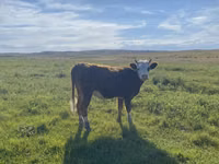 Sheep, Qashqai sheep — photo 6