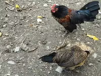 Chickens — photo 2