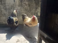 Brahma — Foto 2