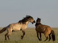 Horse (M), Bashkir horse — photo 3