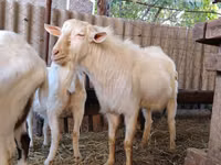 تيس, Saanen goat — الصورة 3