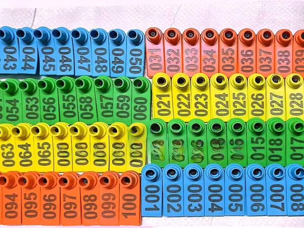 100 Pack Multicoloured Goat Tags