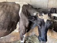 بقرة, Swiss cattle — الصورة 4