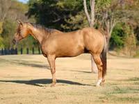 Horse (M), Quarter Horse — photo 1