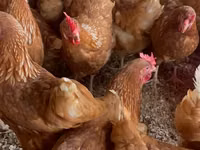 Chickens — 照片 1