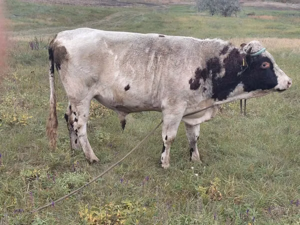 Bull, Simmental cattle