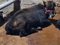 Bull, Swedish red cattle — photo 3