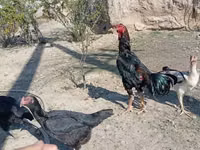Chickens — الصورة 7