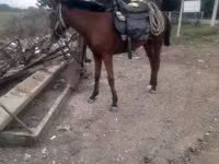 Mare, Karabakh horse — photo 1