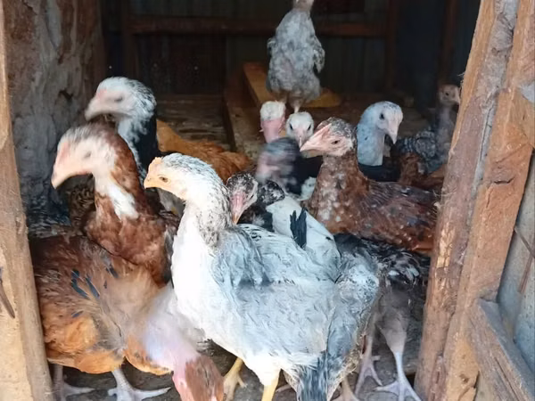 Chickens