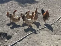 Chickens — photo 3