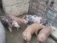 Sow, Pigs — photo 5