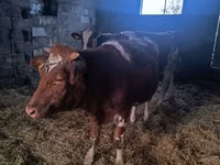 母牛, Simmental cattle — 照片 6