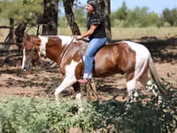 Horse (M), American paint horse — photo 3