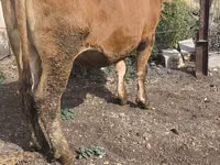 Cow, Cattle — photo 8