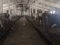 Cow, Holstein breed — photo 8