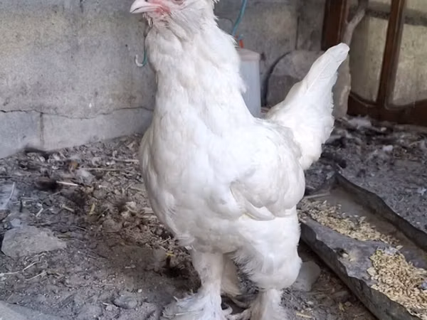 Sultán