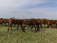 Horses (batch, sex not specified), New Altai Horse — photo 3