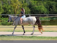 母马, Skyros Pony — 照片 6