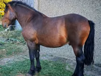 Horse (M), Međimurje horse — photo 2
