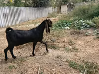 عنزة, Kamori goats — الصورة 5