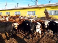 Bulle, Simmental cattle — Foto 5