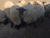 كبش, White Suffolk sheep — الصورة 3