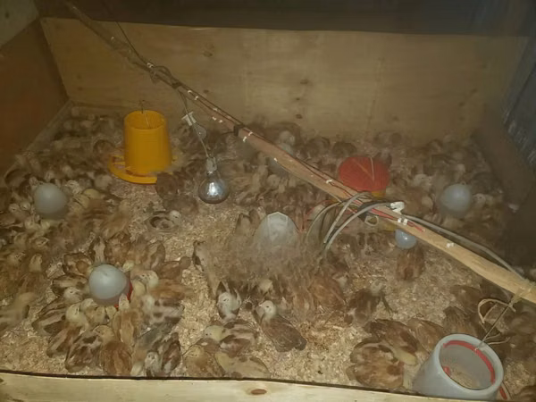 Chickens — Kenia