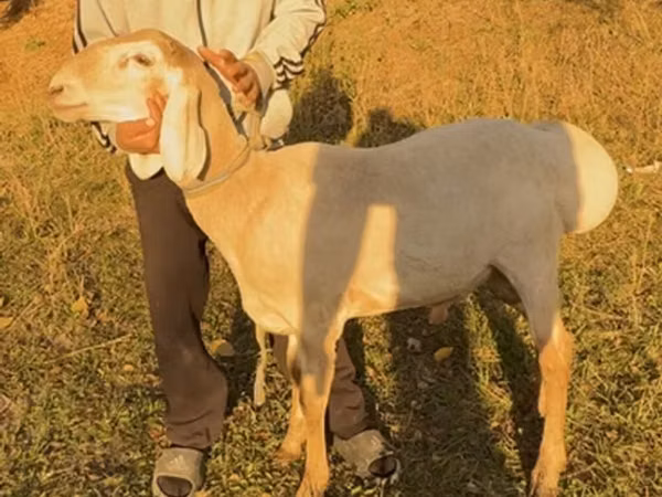 نعجة, Arashan sheep