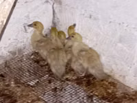 Ducks — Foto 5