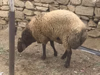 Ram, Sheep — photo 5