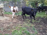 Cow, Simmental cattle — photo 8