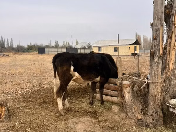 Cow, Cattle