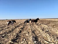 Mare, Pinto horses — photo 3