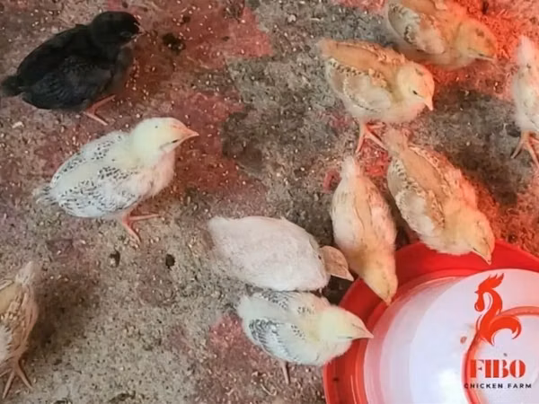 Chickens — 肯尼亚