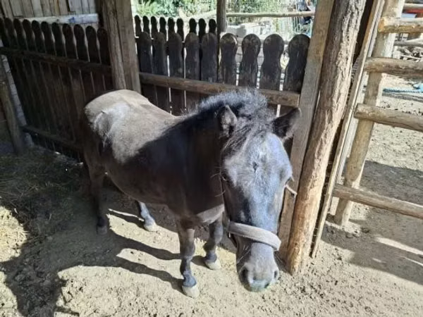 Caballo, Caballos