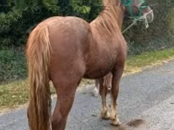 Hengst, Andalusian horse