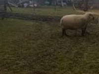 Ram, Shroshire sheep — photo 1