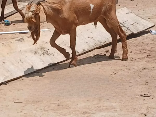 Cabras (lote, sexo no especificado), Red Sokoto goat