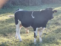Bull, Russian Black pied cattle — photo 3