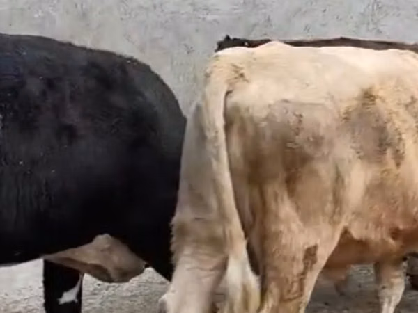 Vaca, Ganado vacuno